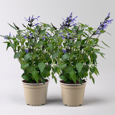 Ziersalbei 'Lake Blueberry', blau, Topf-Ø 19 cm, 2 Pflanzen Ziersalbei 'Lake Blueberry', blau, Topf-Ø 19 cm, 2 Pflanzen