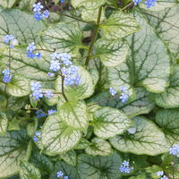 Bio Kaukasus-Vergissmeinnicht 'Jack Frost', blau, Topf-Ø 12 cm, 3 Pflanzen