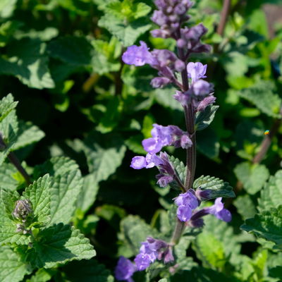 Zwerg-Katzenminze 'Purrsian Blue' blau, Topf 3 Liter