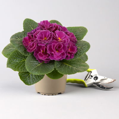 Primel 'PomPom', violett, Topf-Ø 12 cm, 6 Pflanzen