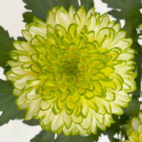 Chrysantheme 'Chrysanne® Zembla Next Lime' grün-weiß großbl. Topf-Ø 13cm 6er-Set