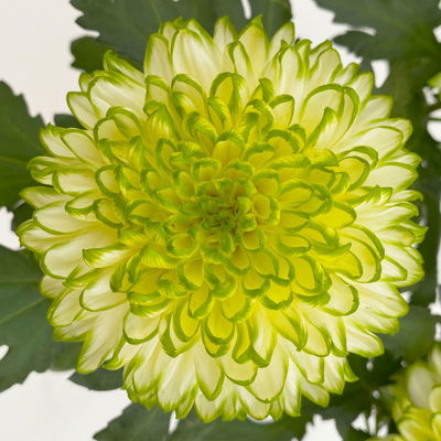 Chrysantheme 'Chrysanne® Zembla Next Lime', grün-weiß, Topf-Ø 13cm, 6 Pflanzen
