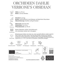 Kölles Beste Orchideen-Dahlie Verrone’s Obsidian, 1 Blumenknolle