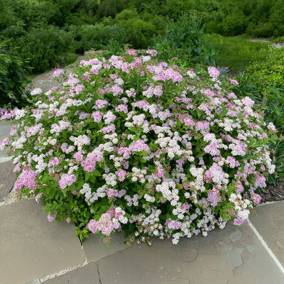 Zwergsommerspiere 'Little Princess', rosa, Höhe 25-30 cm, im 5 lt. Topf Zwergsommerspiere 'Little Princess', rosa, Höhe 25-30 cm, im 5 lt. Topf