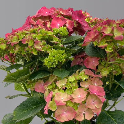 Kölle Gartenhortensie Ball rot, 4/5 Liter Topf Kölle Gartenhortensie Ball rot, 4/5 Liter Topf