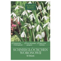 Schneeglöckchen (Galanthus Woronowii) weiß, 10 Blumenzwiebeln