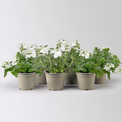 Eisenkraut weiß, Topf-Ø 12 cm, 6 Stück