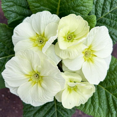 Primel 'Mojito', cremeweiß, Topf-Ø 11 cm, 8 Pflanzen Primel 'Mojito', cremeweiß, Topf-Ø 11 cm, 8 Pflanzen