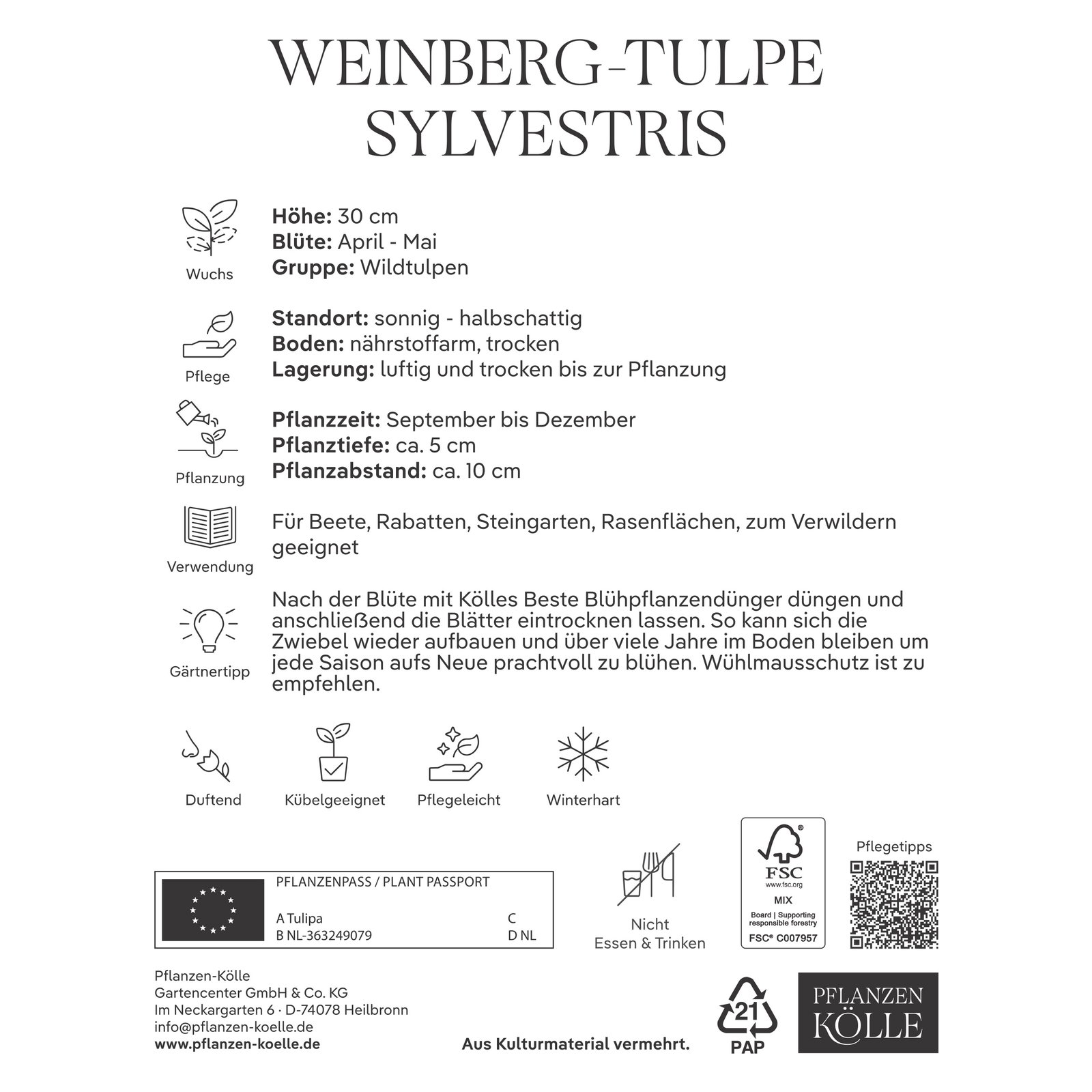 Kölles Beste Weinberg-Tulpenzwiebel 'Sylvestris', 10 Blumenzwiebeln Kölles Beste Weinberg-Tulpenzwiebel 'Sylvestris', 10 Blumenzwiebeln