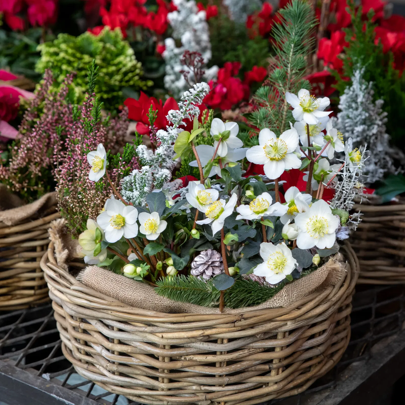 Weihnachtspflanzen Weihnachtspflanzen