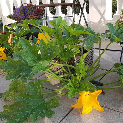 Blu Bio Zucchini 'Balkon-Zucchini', Topf-Ø 12 cm, 3er Set