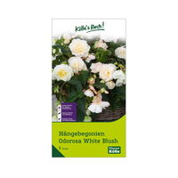 Hängebegonie Odorosa White Blush, 3 Blumenknollen