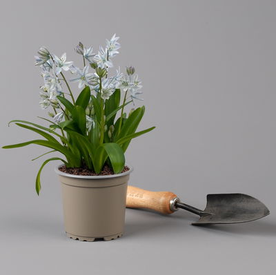 Kaukasischer Blaustern hellblau, vorgetrieben, Topf-Ø 10 cm, 6 Pflanzen