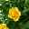 Rose 'Golden Aloha Kordana® Classic' gelb, Topf-Ø 10,5 cm, 3er-Set