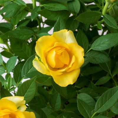 Rose 'Golden Aloha Kordana® Classic', gelb, Topf-Ø 10,5 cm, 3 Pflanzen