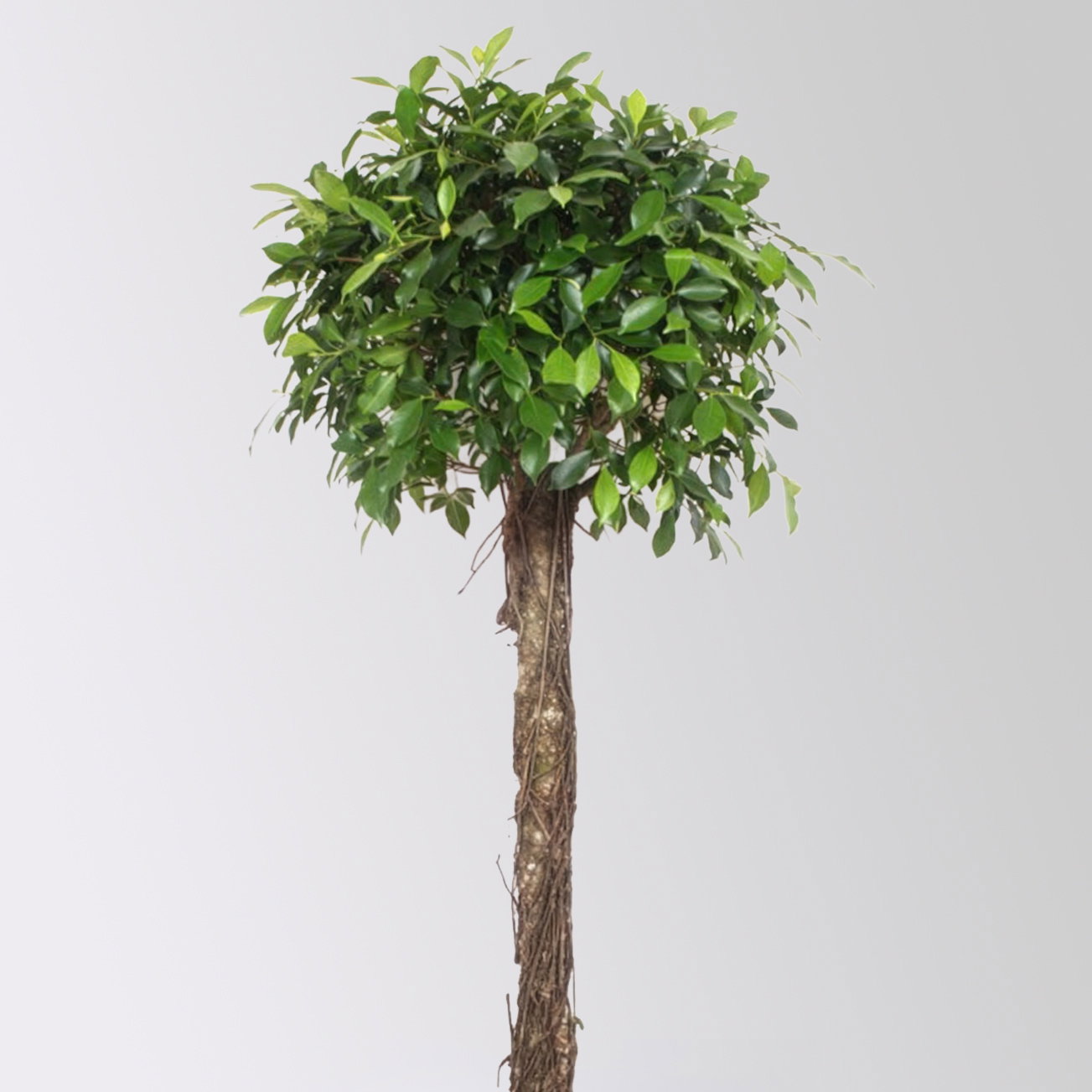 Lorbeerfeige, Stamm, Topf-Ø 40 cm, Höhe ca. 170 cm