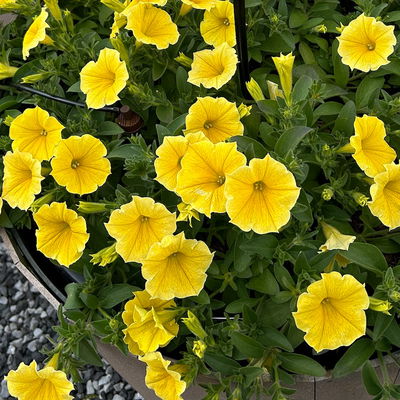 Petunie,  gelb, hängend, Topf-Ø 13 cm, 6 Pflanzen