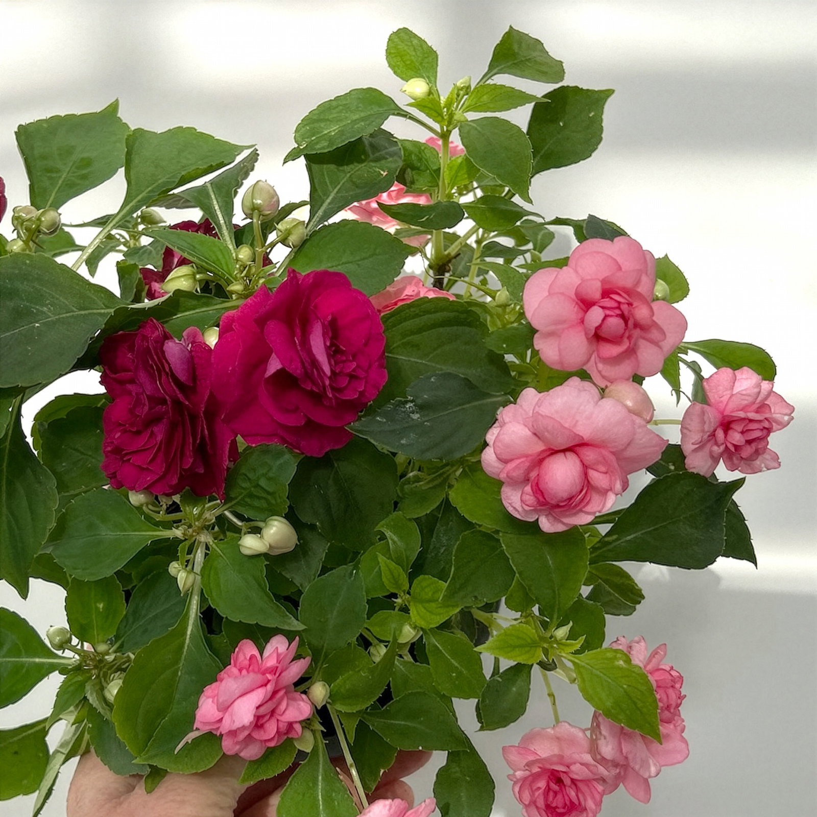 Fleißiges Lieschen-Duo, burgunder-pink, gefüllt, Topf -Ø 12 cm, 4 Pflanzen