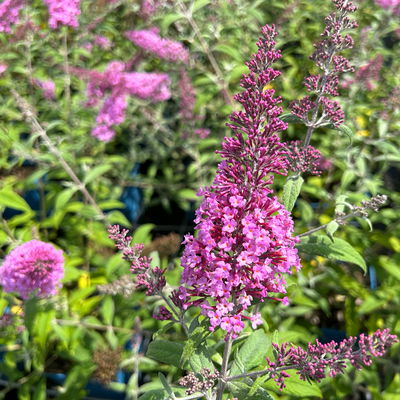 Sommerflieder, Buddleja davidii 'Pink Delight', rosa, Topf 5 lt.