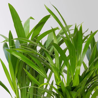 Goldfruchtpalme, Topf-Ø 13 cm, Höhe ca. 20-30 cm, 3er-Set Goldfruchtpalme, Topf-Ø 13 cm, Höhe ca. 20-30 cm, 3er-Set