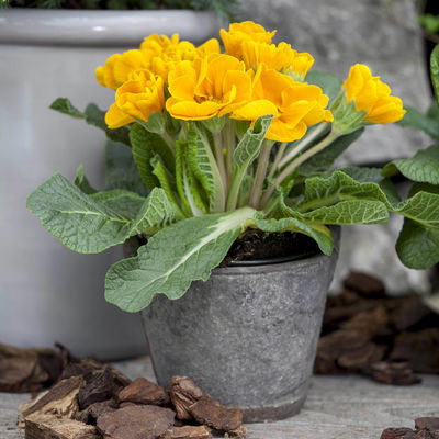 Primel gelb, Topf-Ø 10,5 cm, 8 Pflanzen Primel gelb, Topf-Ø 10,5 cm, 8 Pflanzen
