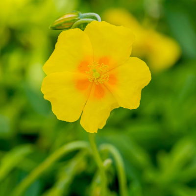 Sonnenröschen 'Golden Queen', gelb, Topf 9x9 cm, 3 Pflanzen Sonnenröschen 'Golden Queen', gelb, Topf 9x9 cm, 3 Pflanzen