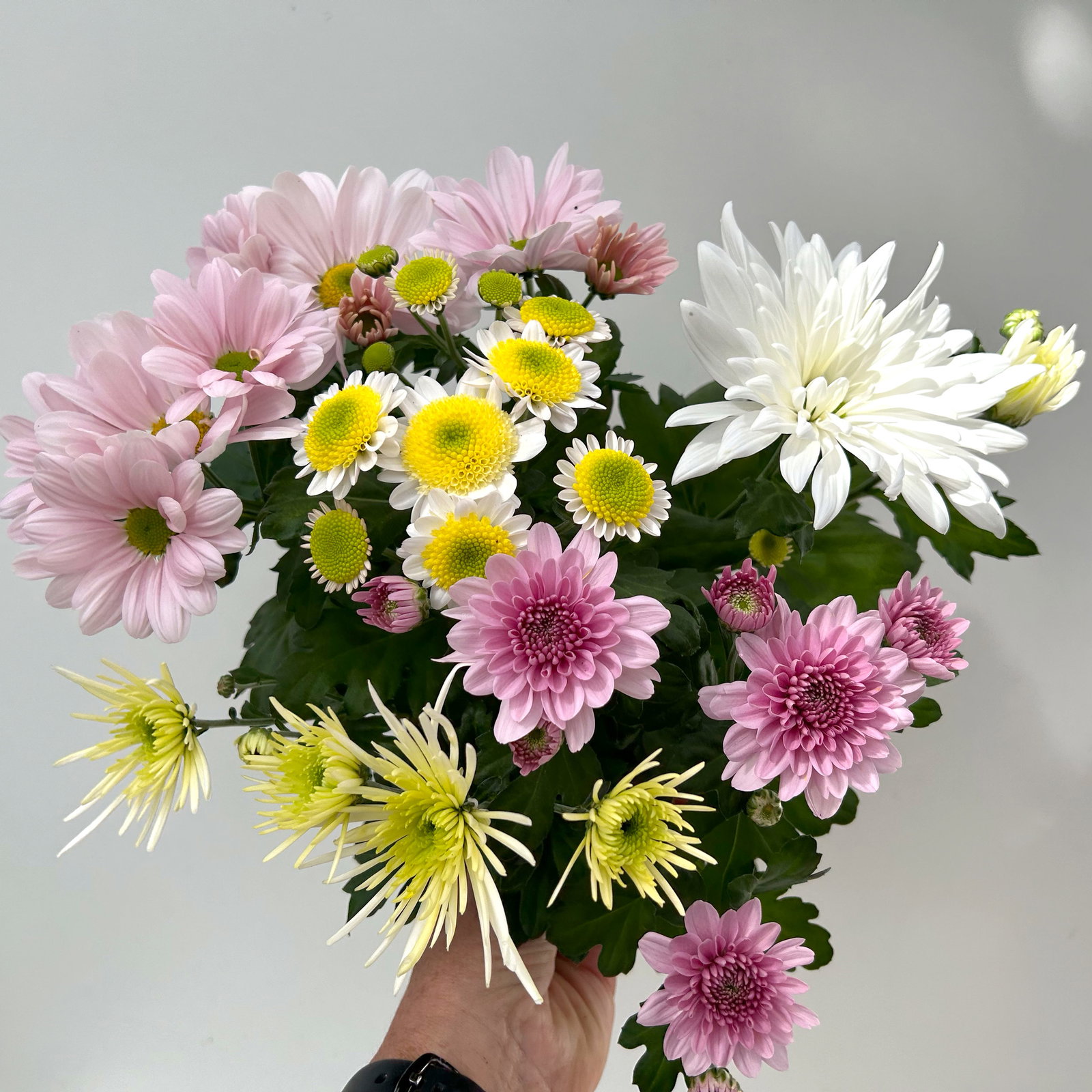 Chrysanthemen 'Bouquet', rosa-weiß-bordeaux-gelb, Topf-Ø 14 cm, 4 Pflanzen Chrysanthemen 'Bouquet', rosa-weiß-bordeaux-gelb, Topf-Ø 14 cm, 4 Pflanzen