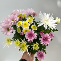 Chrysanthemen 'Bouquet', rosa-weiß-bordeaux-gelb, Topf-Ø 14 cm, 4 Pflanzen Chrysanthemen 'Bouquet', rosa-weiß-bordeaux-gelb, Topf-Ø 14 cm, 4 Pflanzen