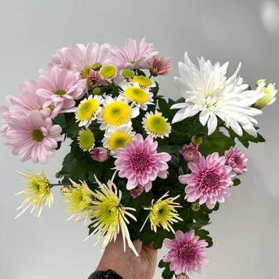 Chrysanthemen 'Bouquet', rosa-weiß-bordeaux-gelb, Topf-Ø 14 cm, 4 Pflanzen Chrysanthemen 'Bouquet', rosa-weiß-bordeaux-gelb, Topf-Ø 14 cm, 4 Pflanzen