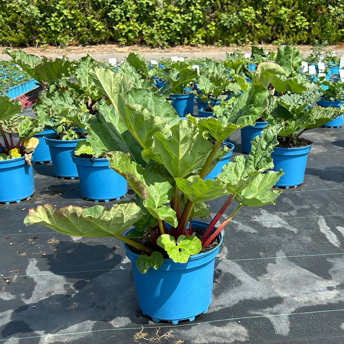 Kölle Bio Rhabarber 'Red Champagne', rosa Fruchtfleisch, Topf 3 l Kölle Bio Rhabarber 'Red Champagne', rosa Fruchtfleisch, Topf 3 l
