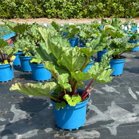 Kölle Bio Rhabarber 'Red Champagne', rosa Fruchtfleisch, Topf 3 l Kölle Bio Rhabarber 'Red Champagne', rosa Fruchtfleisch, Topf 3 l