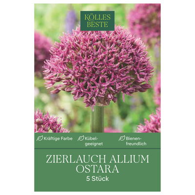 Zierlauch, Allium Ostara, purpur-rot, Größe 12+, 3 Blumenzwiebeln