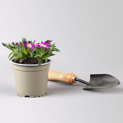 Mittagsblume, Farben zufällig, Topf-Ø 12 cm, 6er-Set