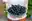 Brombeeren