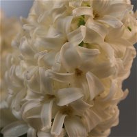 Kölle Hyazinthe, Hyacinthus orientalis, weiß, vorgetrieben, 12 cm Topf