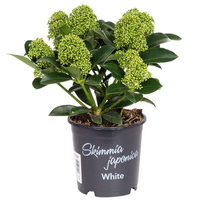 Kölle Blütenskimmie 'White Globe'® (Skimmia japonica), weiß, im 10,5 cm Topf Kölle Blütenskimmie 'White Globe'® (Skimmia japonica), weiß, im 10,5 cm Topf