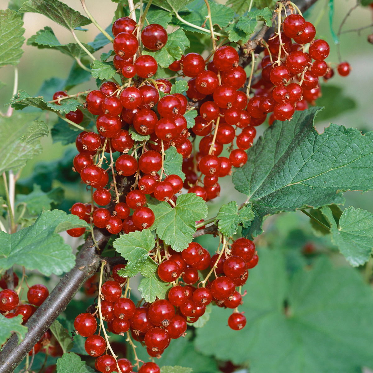 Johannisbeeren 'Rot/Schwarz', 4er-Set, Topf je 2 Liter