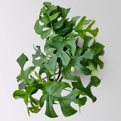 Monstera minima, inkl. Keramiktopf Dallas anthrazit, Topf 12 cm Ø Monstera minima, inkl. Keramiktopf Dallas anthrazit, Topf 12 cm Ø