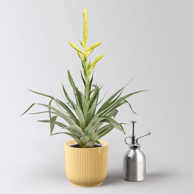 Tillandsie oerstediana, gelb, im Übertopf Vibes gelb, Topf-Ø 12 cm Tillandsie oerstediana, gelb, im Übertopf Vibes gelb, Topf-Ø 12 cm