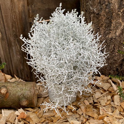 Pflanzenkreation Zauberhafter Winter, 8 Pflanzen + Lichterkette + Erde Pflanzenkreation Zauberhafter Winter, 8 Pflanzen + Lichterkette + Erde