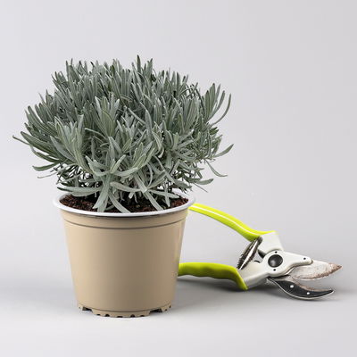 Lavendel, violett, Topf-Ø 14 cm, 4 Pflanzen