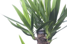 Yucca Yucca