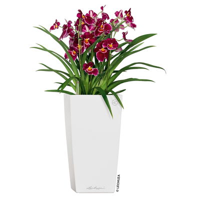 Lechuza 'Cubico Premium 40', weiß, ca. 40 x 40 x H 75 cm Lechuza 'Cubico Premium 40', weiß, ca. 40 x 40 x H 75 cm