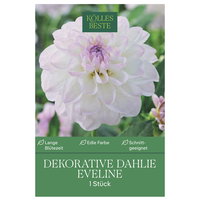 Kölles Beste Dekorative-Dahlie 'Eveline' weiß/rosa, 1 Blumenknolle