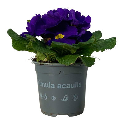 Primel blau, Topf-Ø 10,5 cm, 8 Pflanzen Primel blau, Topf-Ø 10,5 cm, 8 Pflanzen