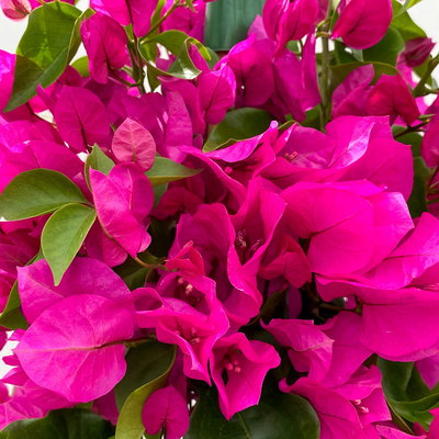 Bougainvillea, Pyramide, Topf-Ø 19 cm, Höhe ca. 75 cm