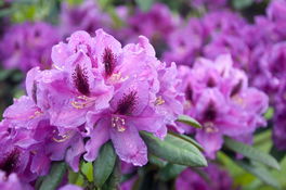 Rhododendron Rhododendron