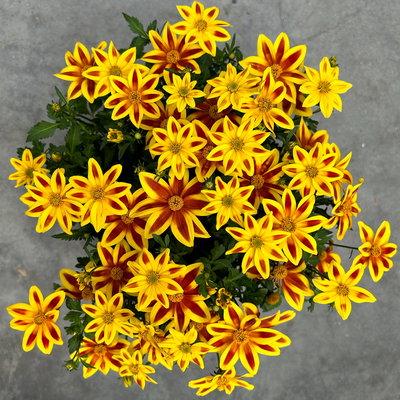 Goldmarie 'BLAZING Star' gelb mit Stern, Topf-Ø 12 cm, 6er-Set Goldmarie 'BLAZING Star' gelb mit Stern, Topf-Ø 12 cm, 6er-Set