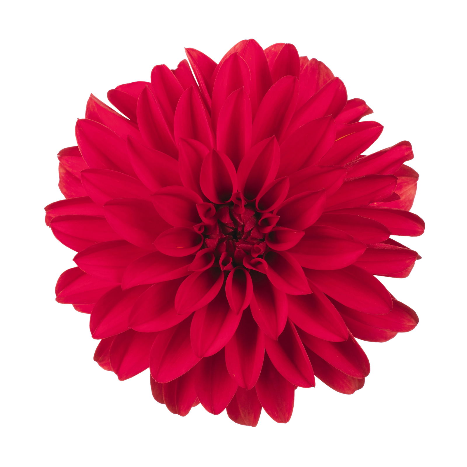 Dahlie 'Hypnotica', Farben zufällig, Topf-Ø 19 cm, 2er-Set
