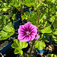 Malve 'Primley Blue' blauviolett, Topf 11x11 cm, 3 Pflanzen
